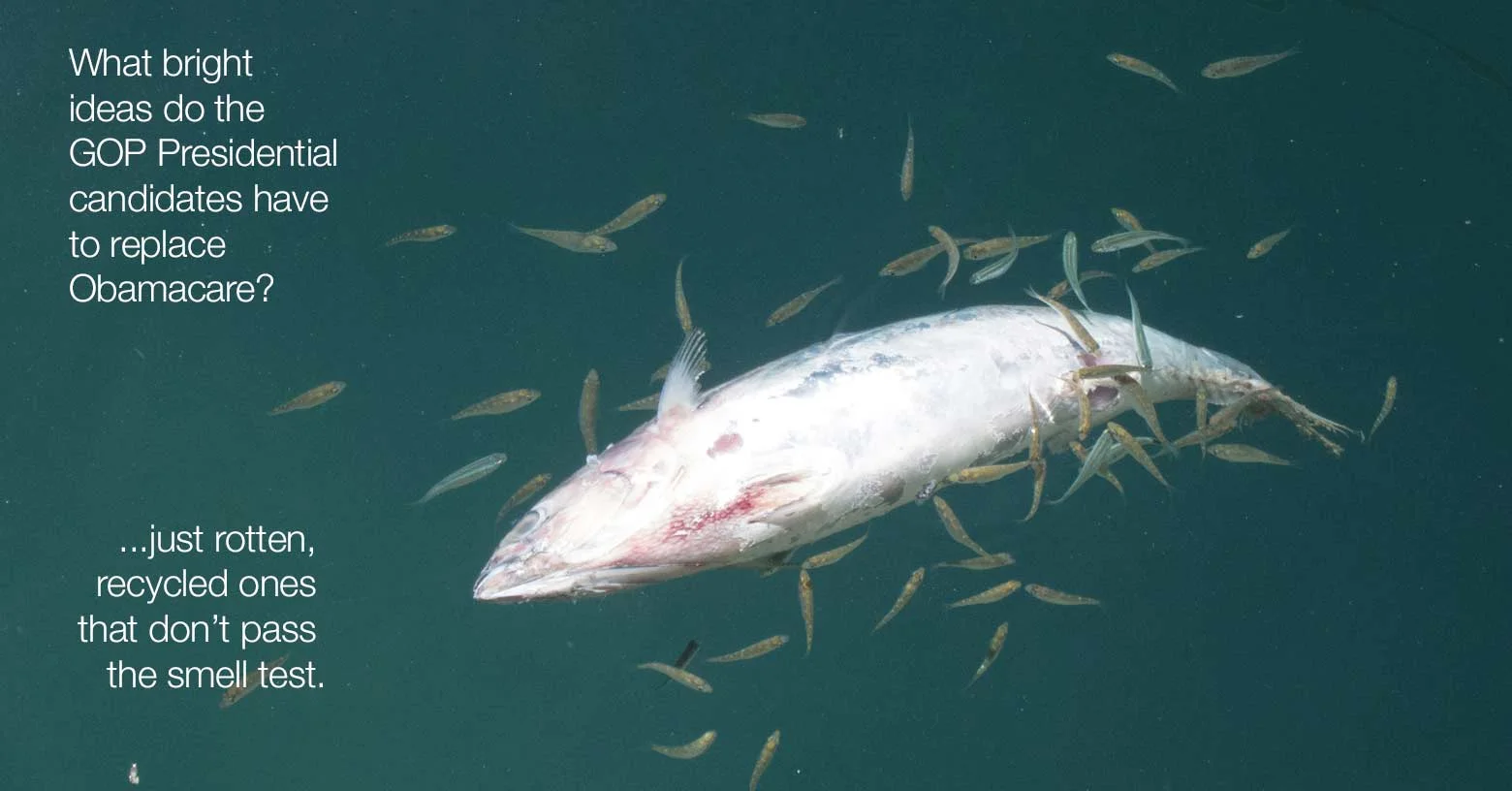 Obamacare replacements offered by the GOP smell like dead fish.