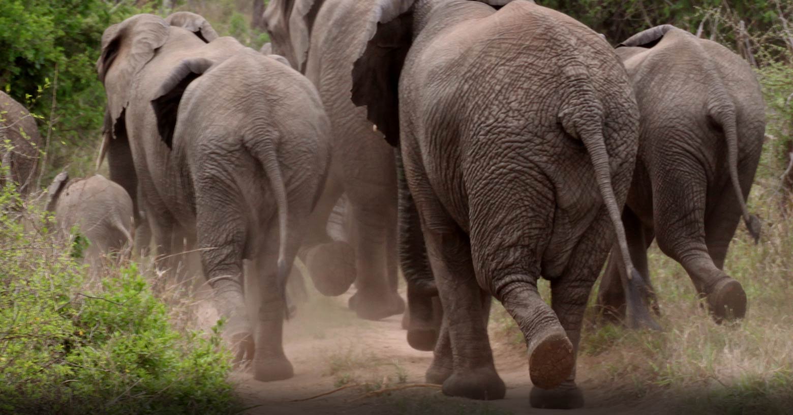 Elephant stampede