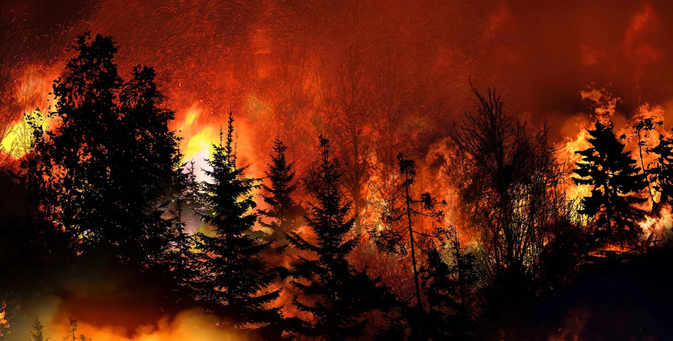 California special enrollment for wildfires